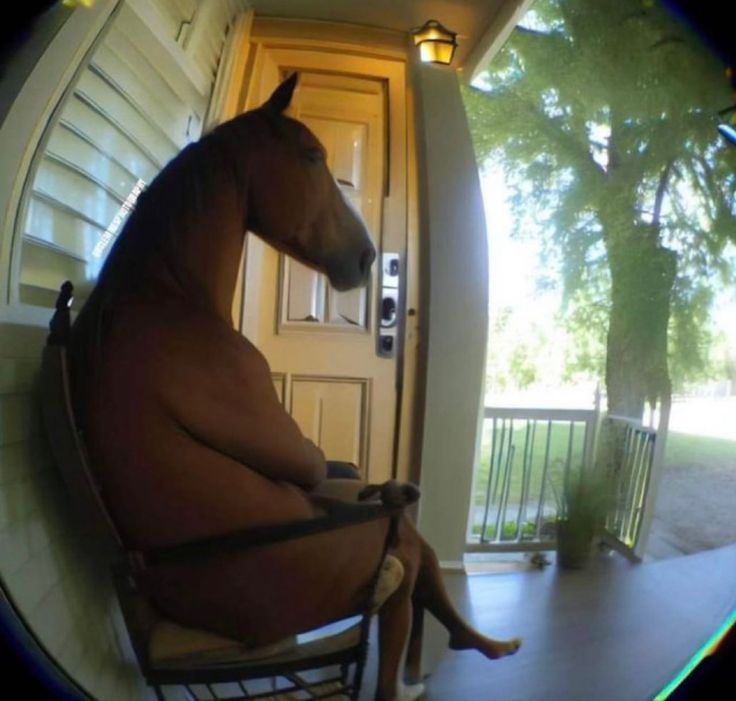 a horse sitting in a rocking chair on the front porch looking out to the yard