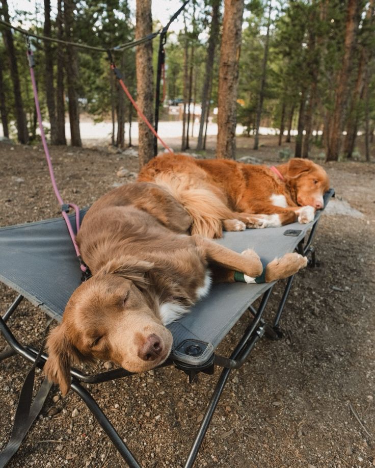 two dogs are sleeping on a camping cot in the woods, one is brown and white