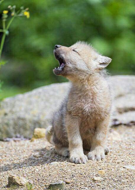 a small baby animal yawns while sitting on the ground with its mouth open