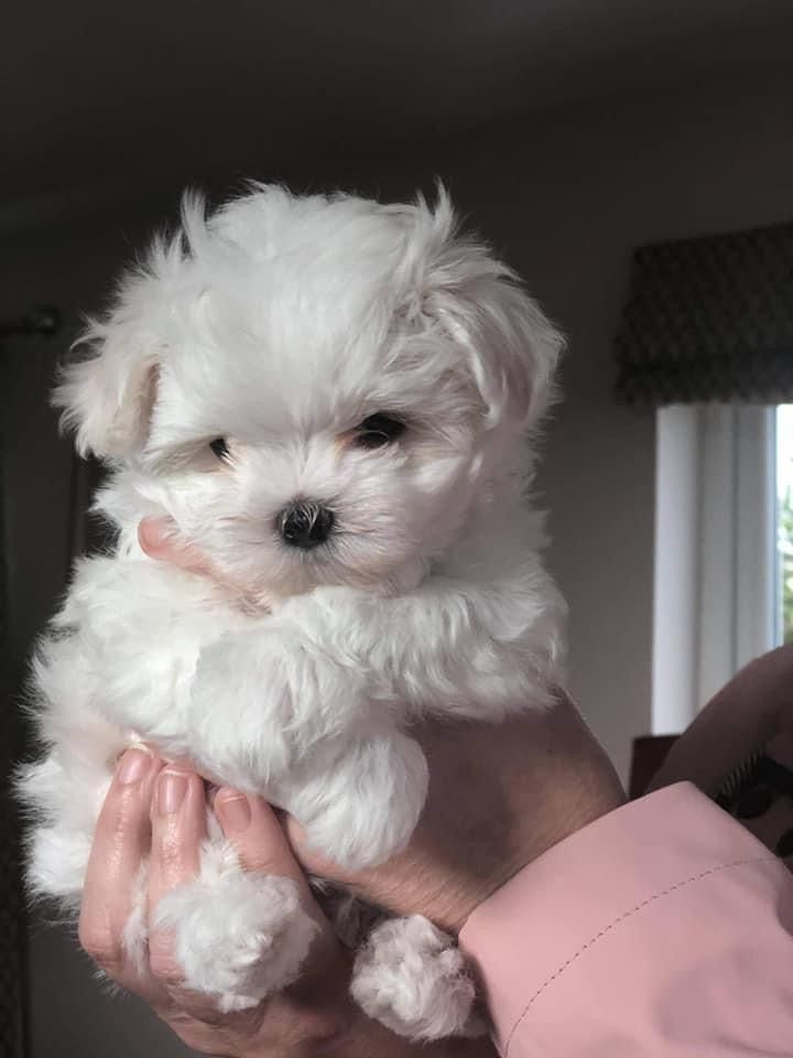 a person holding a small white dog in their hands