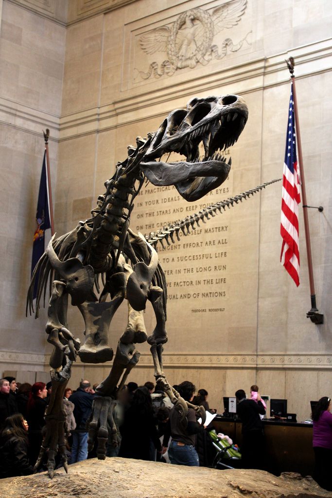 a large dinosaur skeleton standing next to an american flag