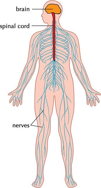 the human nervous system is shown in this diagram, it shows the major branches and peripherals