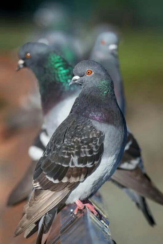 three pigeons perched on top of a wooden post