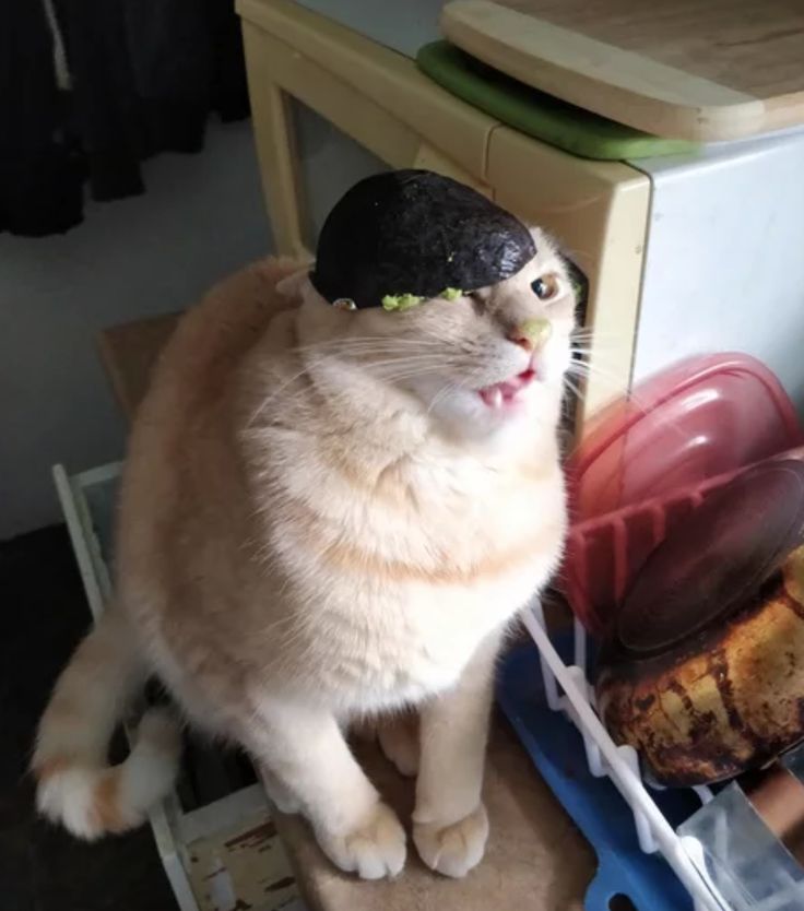 a cat with a hat on its head is sitting in front of an open refrigerator