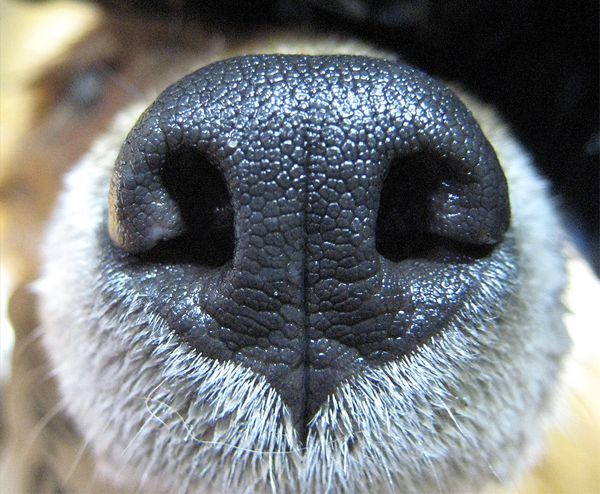 the nose of a dog with it's nose close to the camera