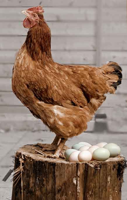 a brown chicken standing on top of a wooden stump next to an egg laying in it's nest