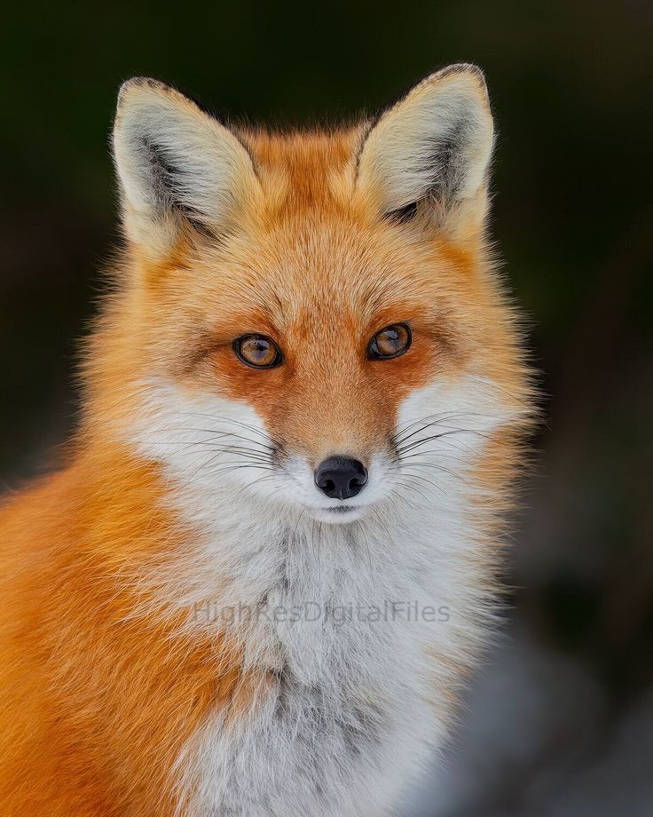 an orange fox with blue eyes looking at the camera