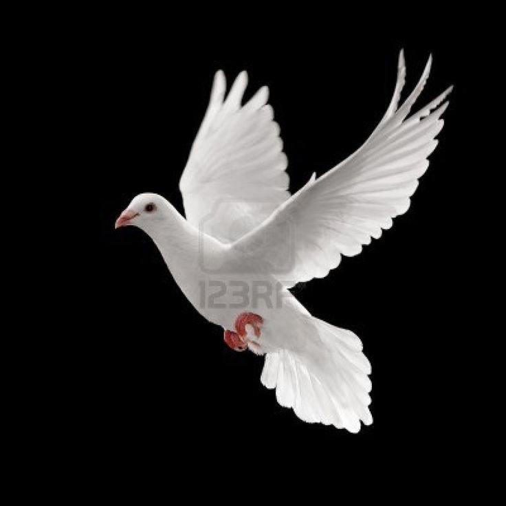 https://ca.images.search.yahoo.com/search/images?p=white doves flying images Dove Flying, White Dove, Red, White, Black