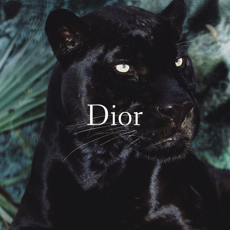 a black panther with the word dior on it