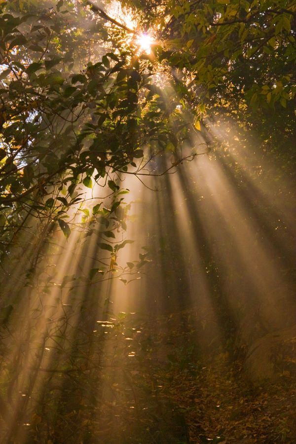 the sun shines through the trees and leaves in the forest, with sunlight streaming through them