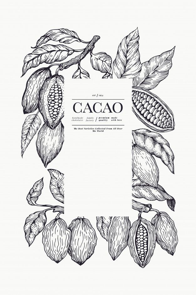 the cocoa plant with leaves and nuts on white background, hand drawn illustration stock photo