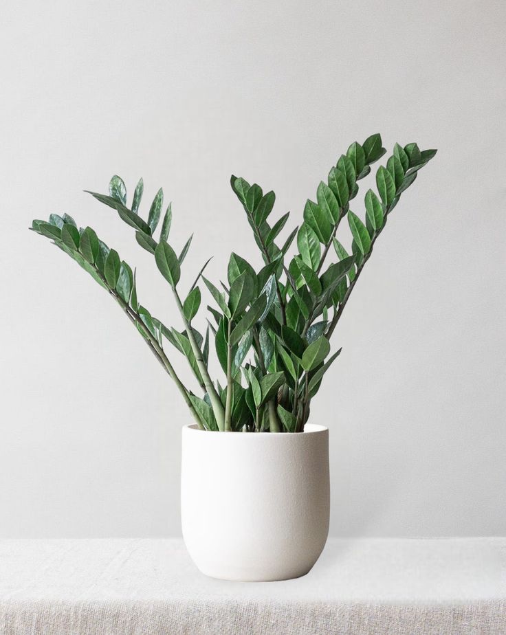 ZZ Plant & Broadway Chalk Pot | Houseplants by Post | Indoor Plants Online Shade Tolerant Plants, Houseplants Low Light, Low Light Indoor Plants, Plant Signs, Zz Plant, Plant Delivery, Low Light Plants, Bathroom Plants, Air Purifying Plants