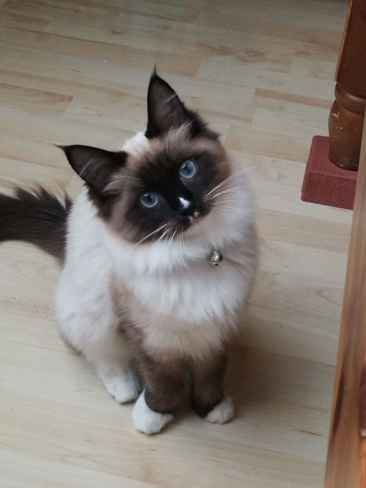 a cat with blue eyes sitting on the floor