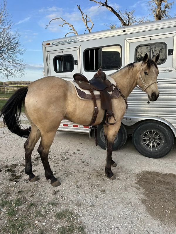 a horse standing in front of a trailer