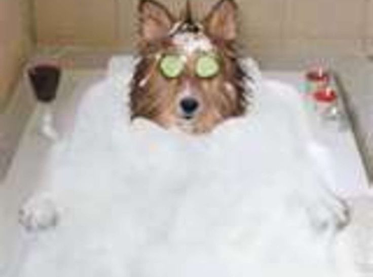 a dog with cucumbers on its eyes sitting in a bathtub