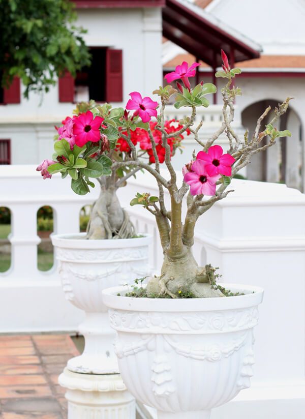 two white planters with pink flowers in them