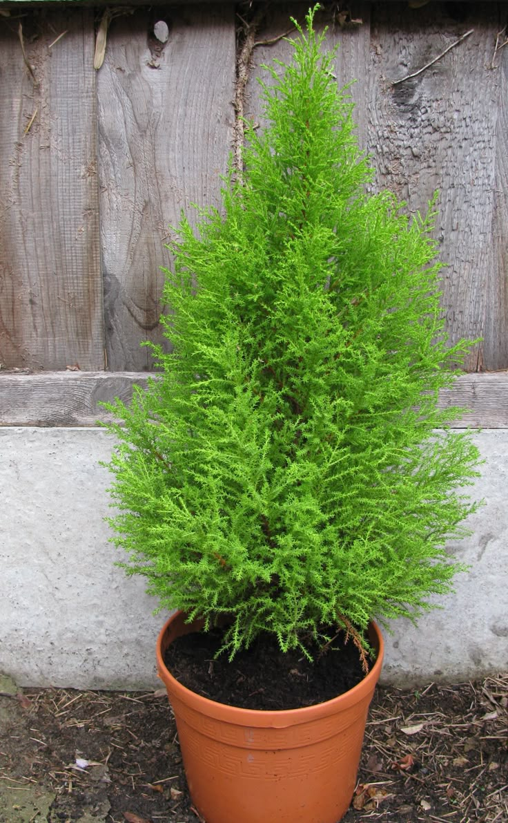 a potted plant sitting on the ground next to a wooden fence with a small green tree in it