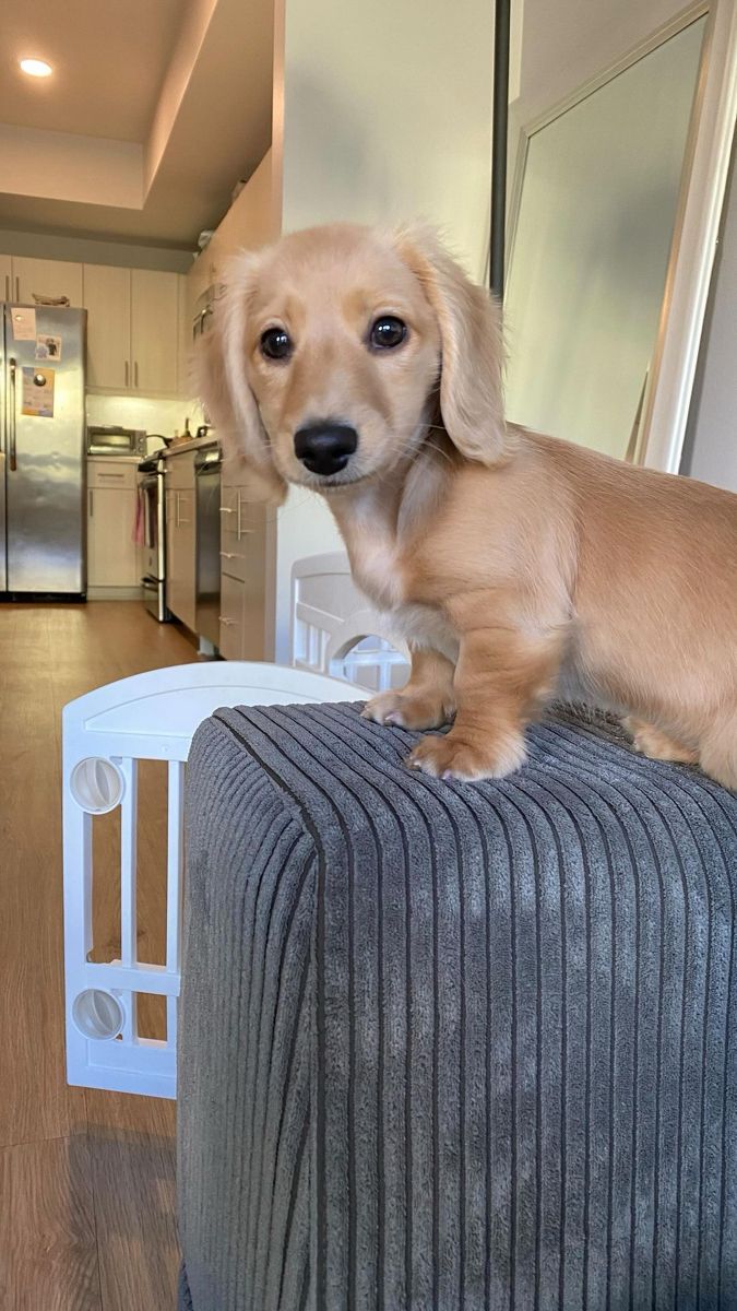 a brown dog standing on top of a gray ottoman in a living room next to a kitchen