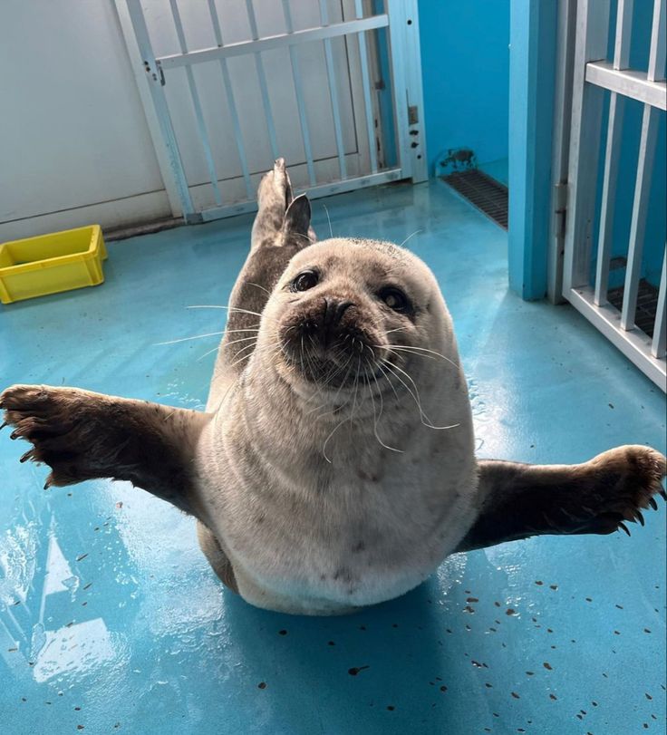 a seal is sitting on the floor in a caged area with its paws up