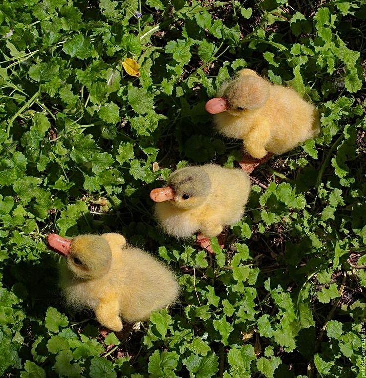 three baby ducks are sitting in the green leaves on the ground and one is looking at the camera