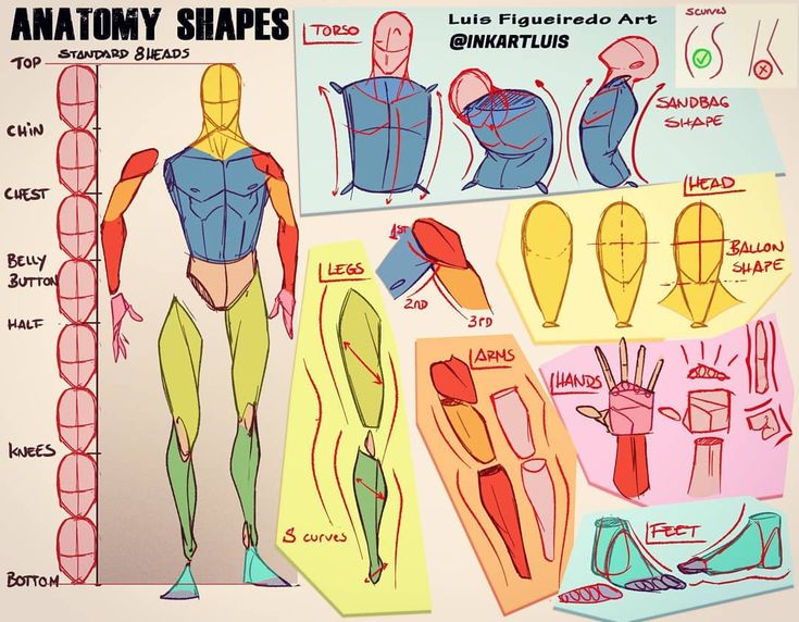 an image of anatomy shapes for the human body