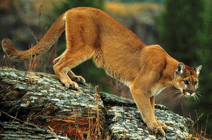 a mountain lion walking on top of a rock