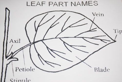 leaf parts labeled in the diagram below