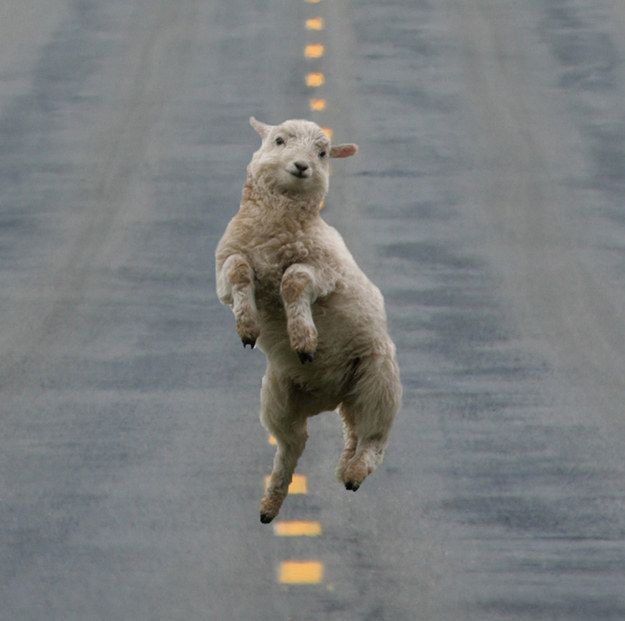 a sheep jumping up in the air on a road