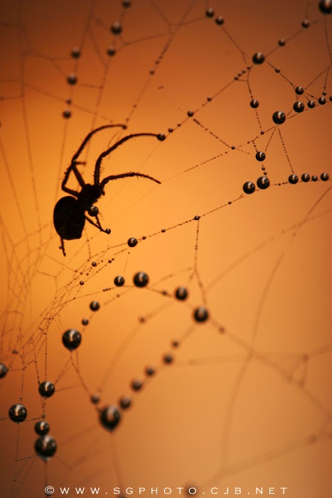 a spider sits on its web at sunset