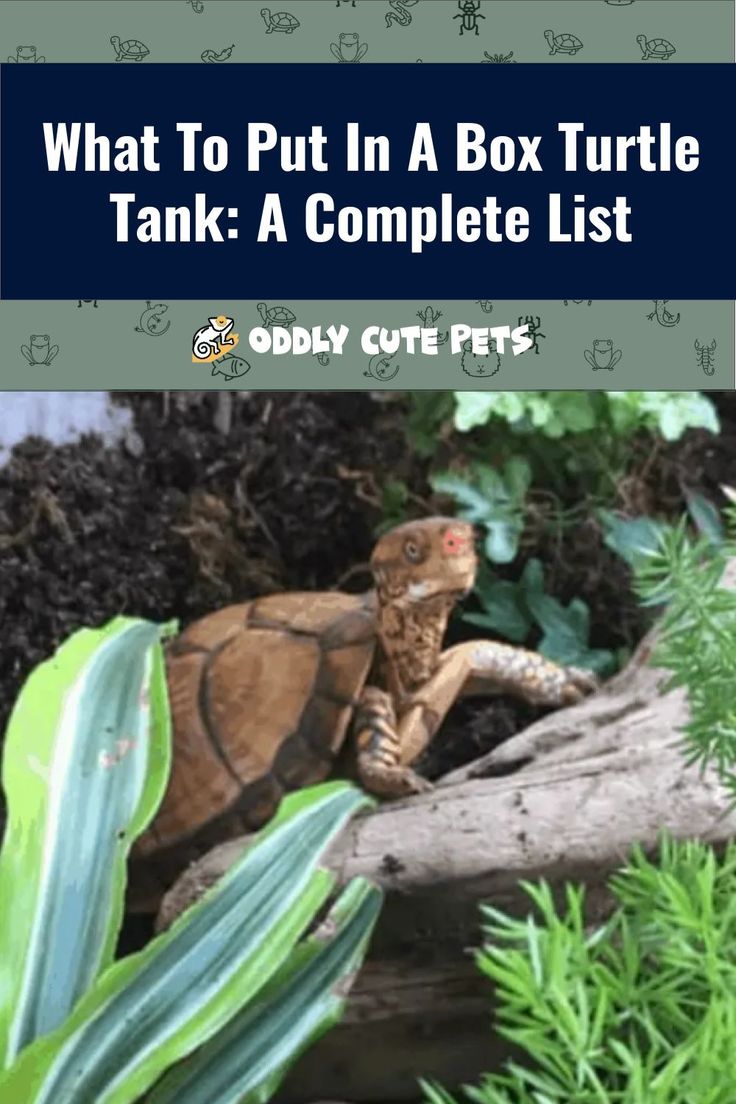 what to put in a box turtle tank a complete list for oddy cute pets