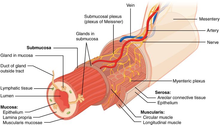 the structure of an arm and wrist with labels on each arm, labeled in red