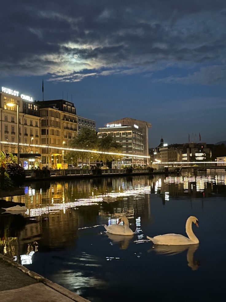 two swans are swimming in the water near some buildings at night with lights on them