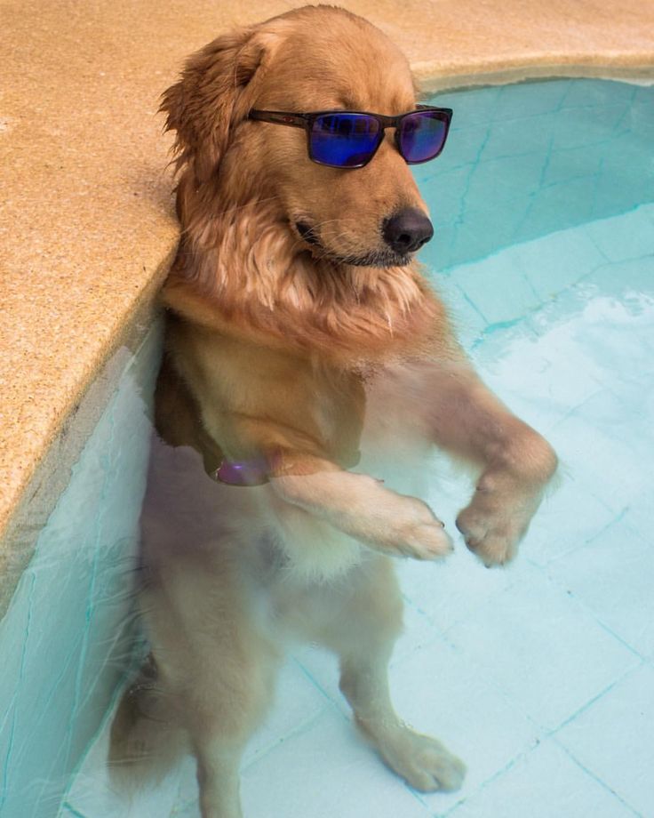 a dog wearing sunglasses standing on its hind legs in a pool with it's paws up