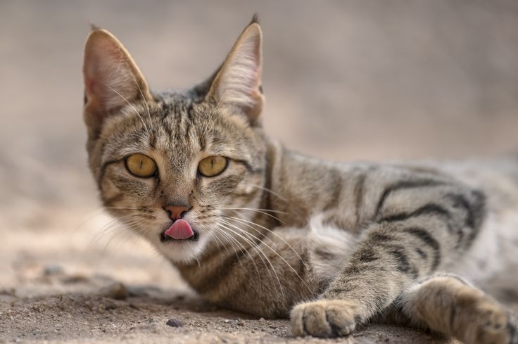 a cat laying on the ground with its tongue out