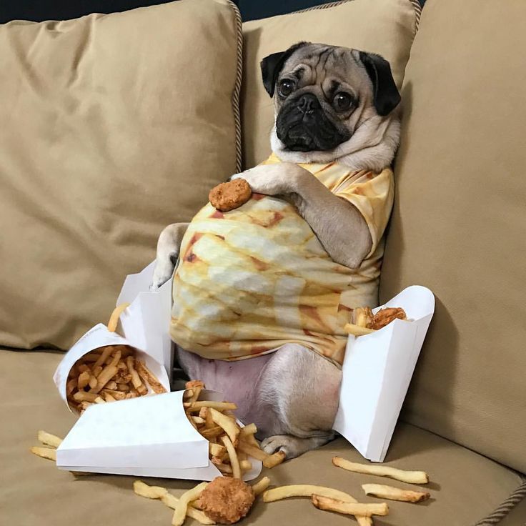 a pug dog sitting on top of a couch covered in food