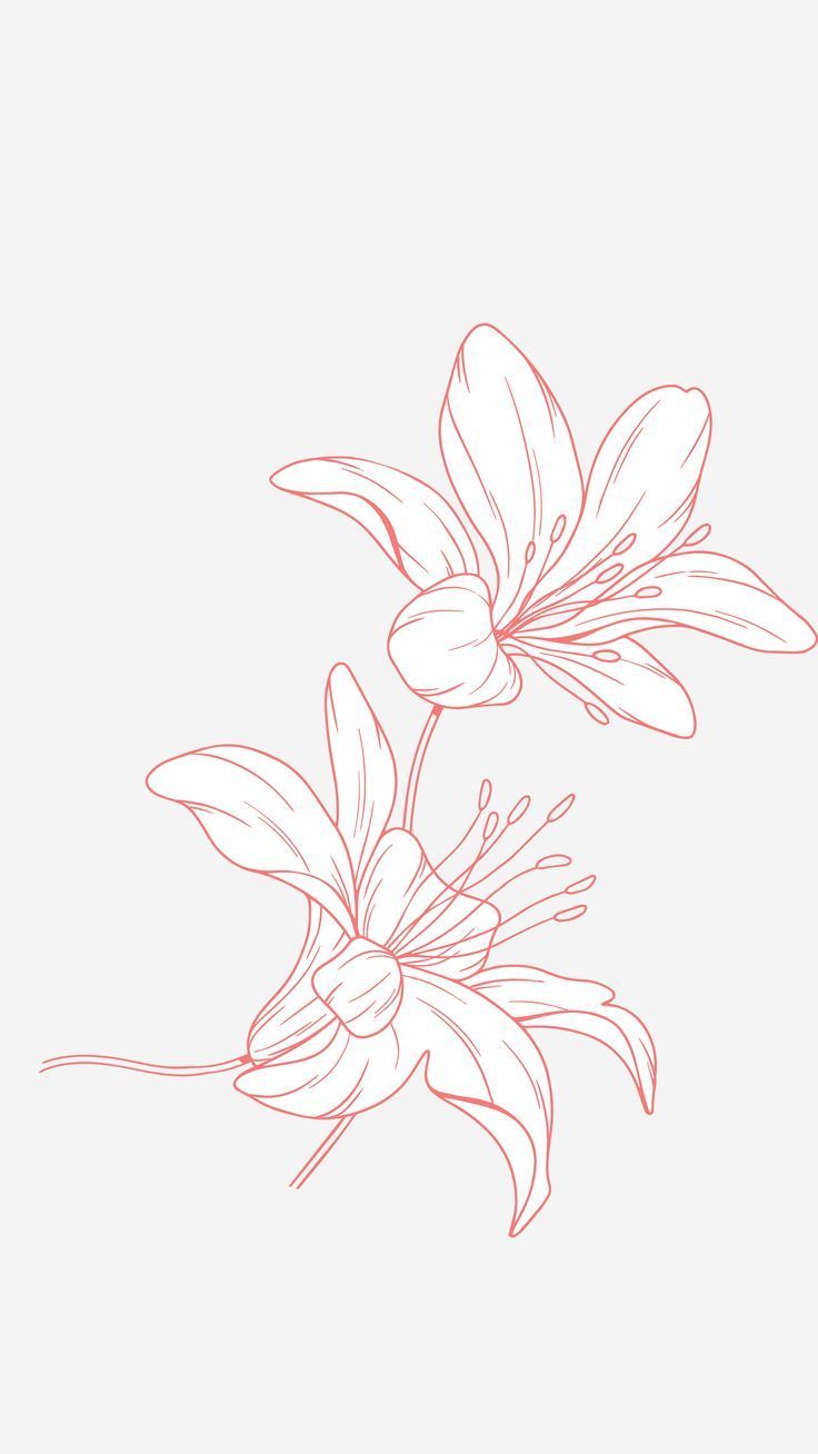 two white flowers on a gray background with red lines in the center and bottom corner