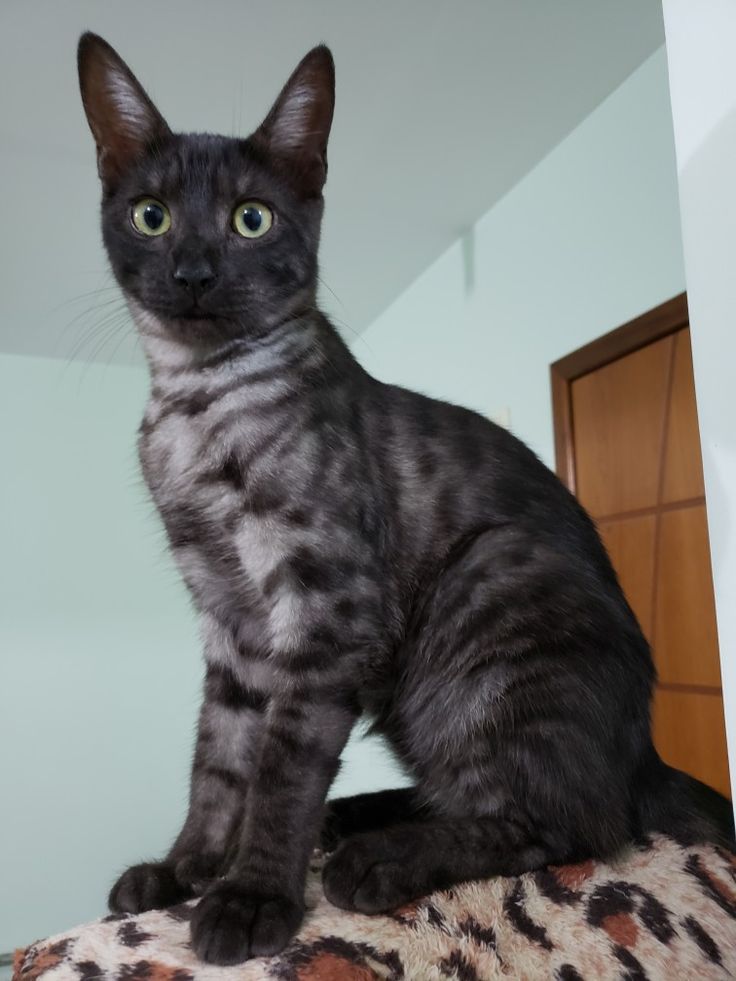 a black cat sitting on top of a leopard print pillow