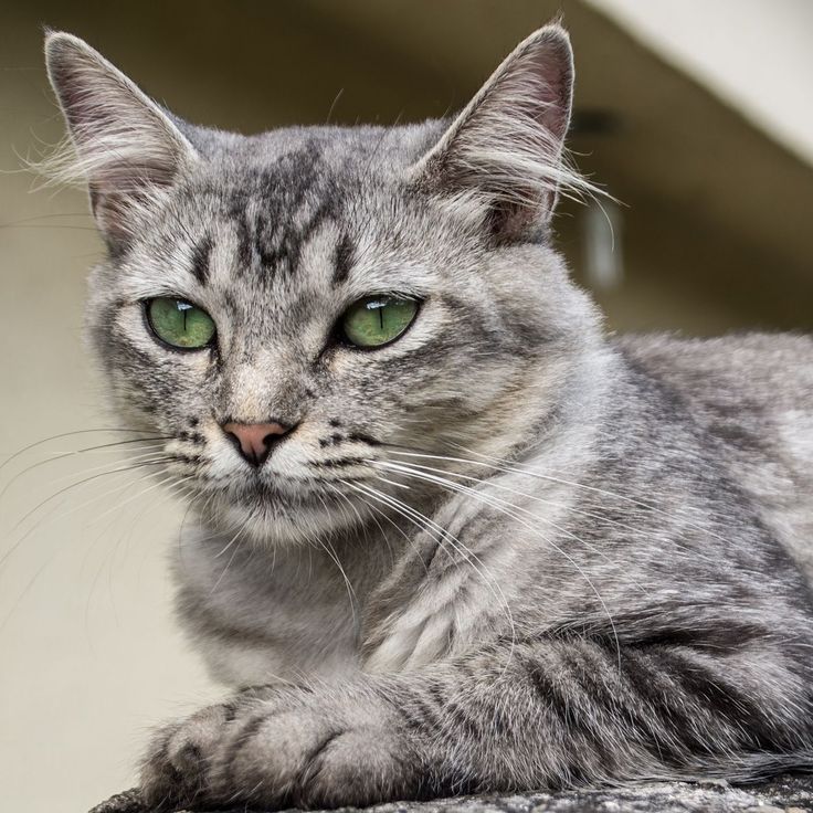 a gray cat with green eyes laying on top of a cement surface next to a building