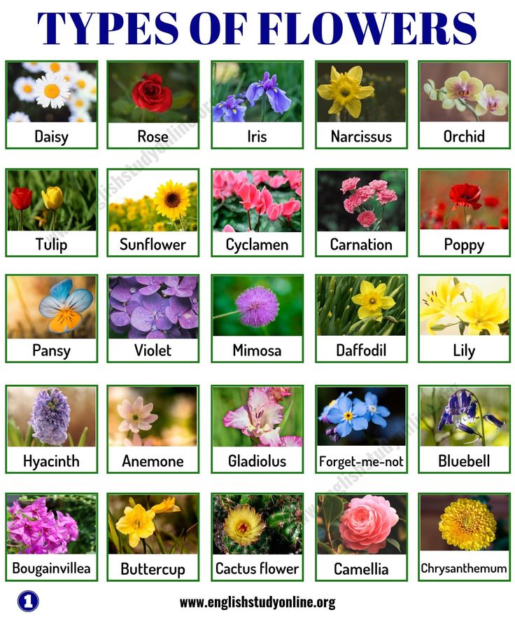 different types of flowers are shown in this poster, which includes the names and pictures