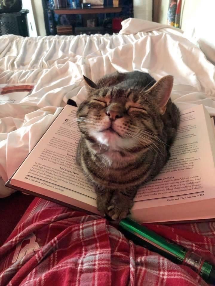 a cat laying on top of an open book