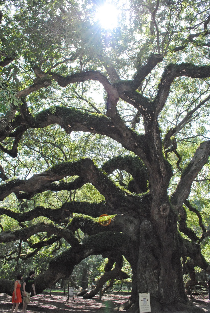 people walking under an enormous tree in the park with sun shining through it's branches