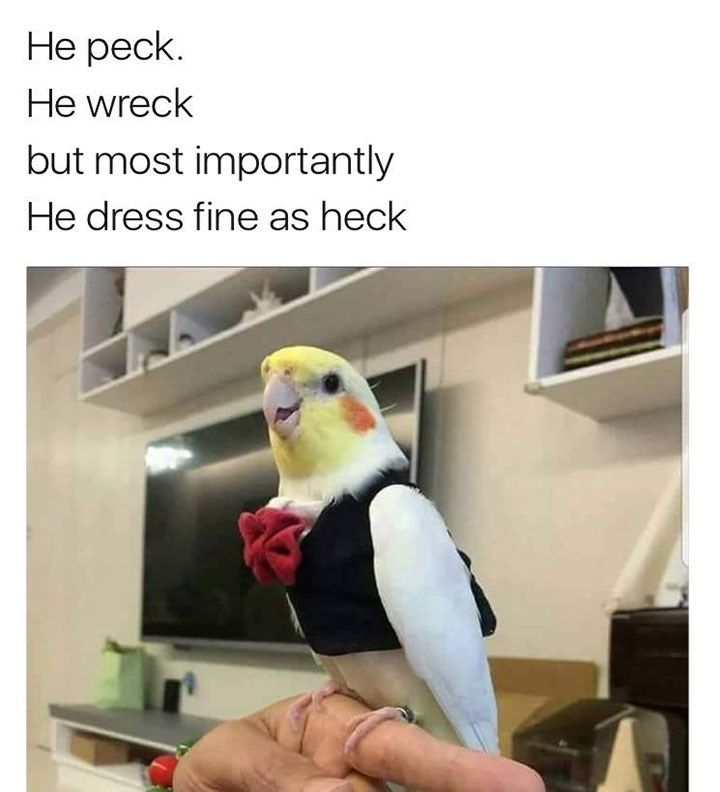 a bird sitting on top of someone's hand