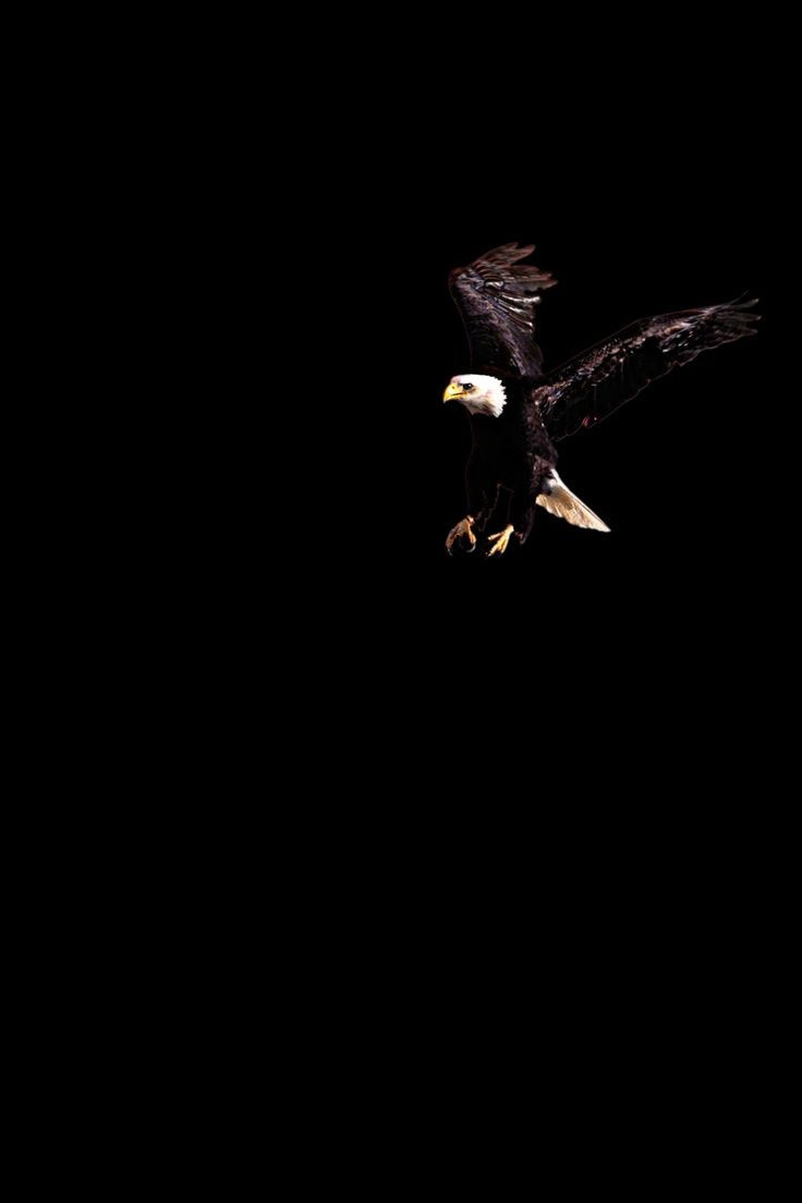 an eagle flying in the dark with its wings spread