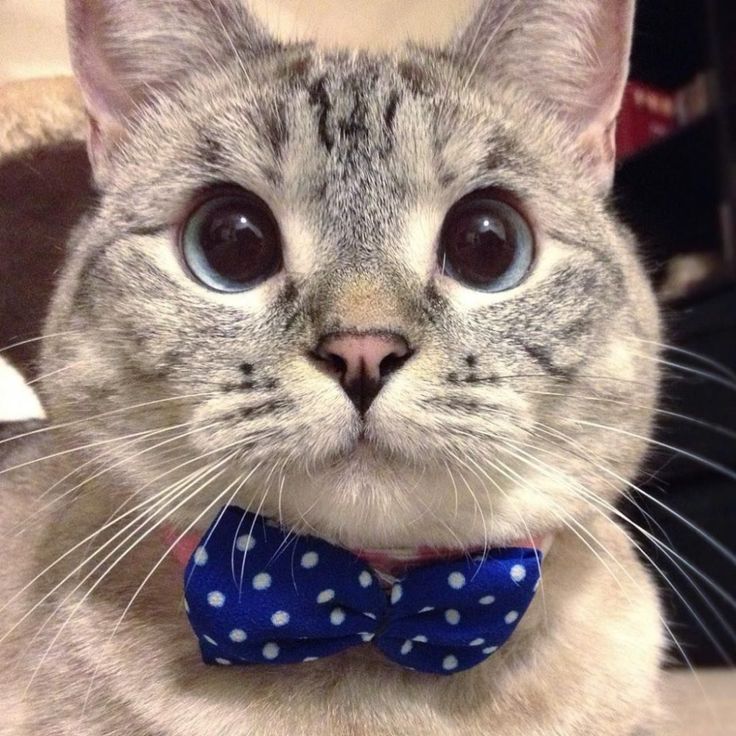 a cat wearing a blue bow tie with white polka dots