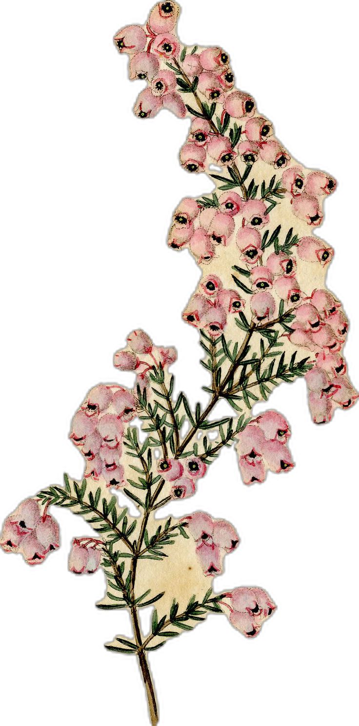 pink flowers with green leaves are shown on a white background, and the image has been altered to look like an old photograph