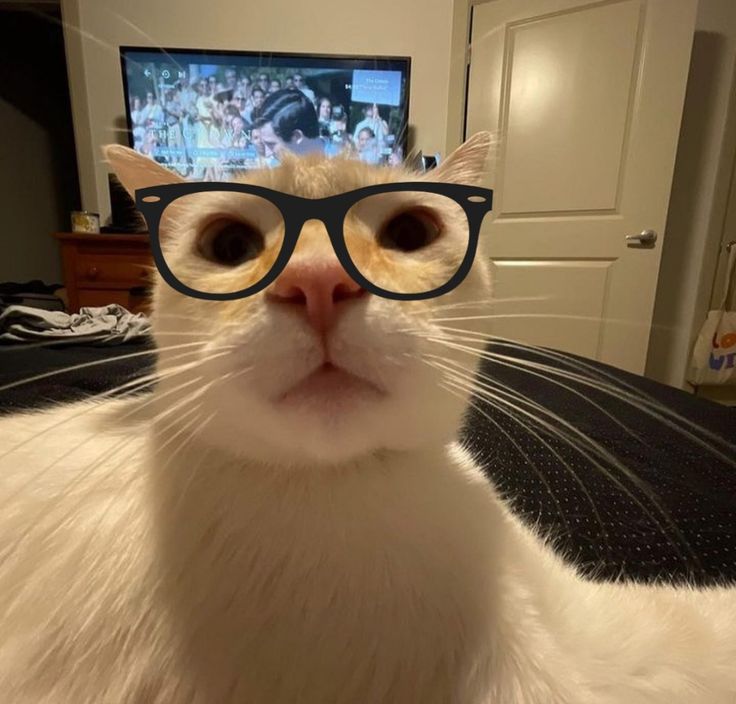 a white cat wearing glasses and looking at the camera with a television in the background