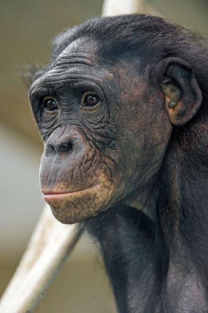 a close up of a chimpan face on a branch with only one eye open