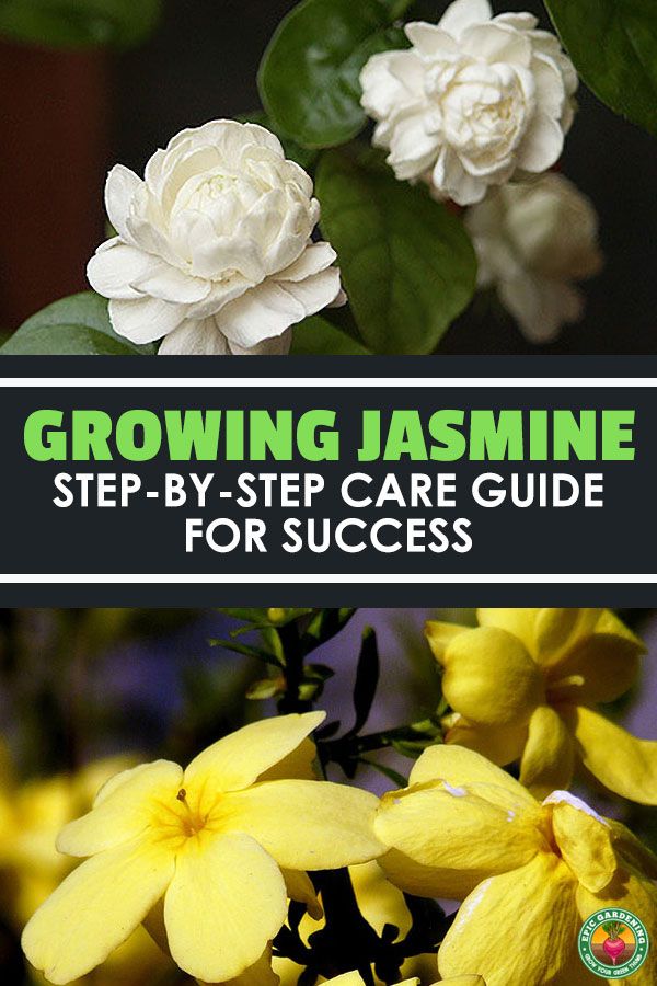 growing jasmine step - by - step care guide for success