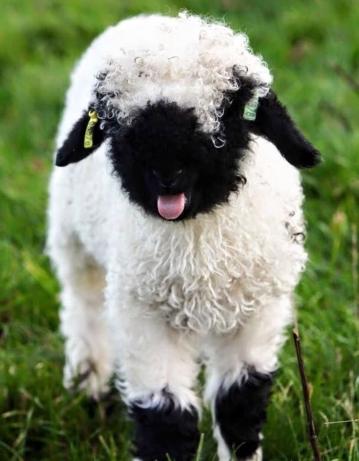 an instagram photo of a baby sheep with black and white fur on it's face