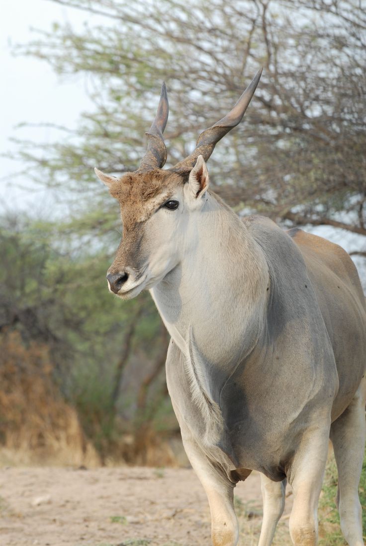 an antelope standing in the middle of a dirt road with trees in the background